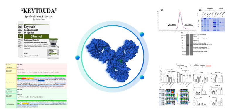 Biosimilar Antibodies