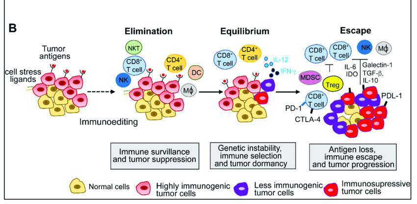 immunoediting.png